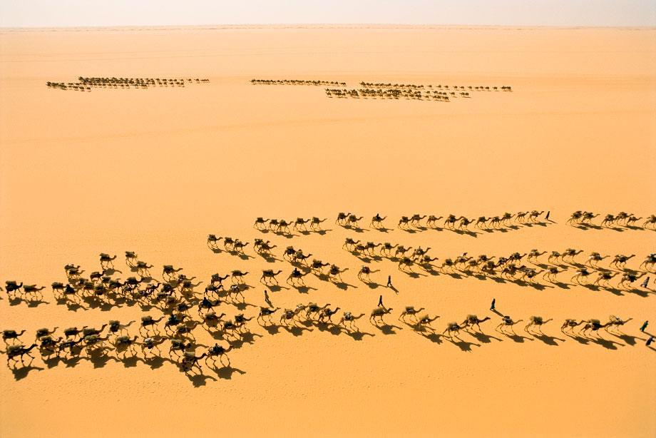 Fachi, Niger Salt caravans pass each other in the enormous Ténéré area of the Sahara. The caravan in the foreground is on its way out of thedesert, each camel loaded with 450 pounds of salt, while the one in the background is on its way in to the salt mines at Bilma.