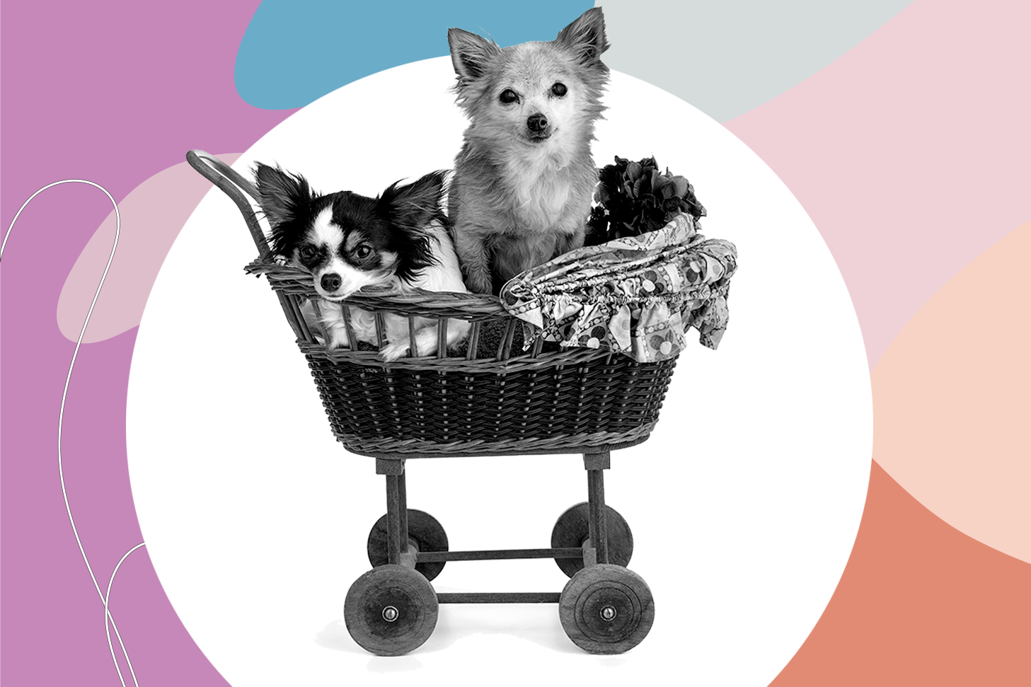 Two dogs in a mini shopping cart.