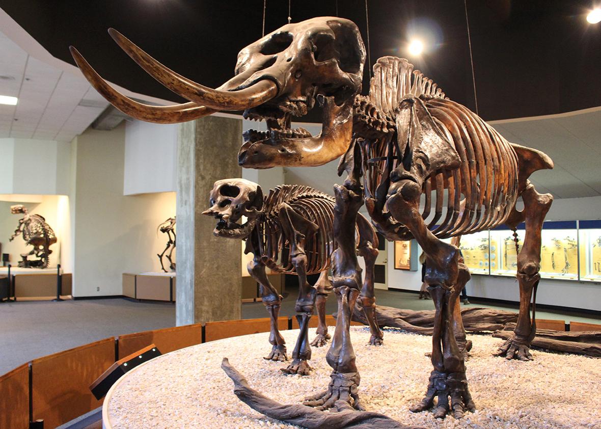 American mastodons.