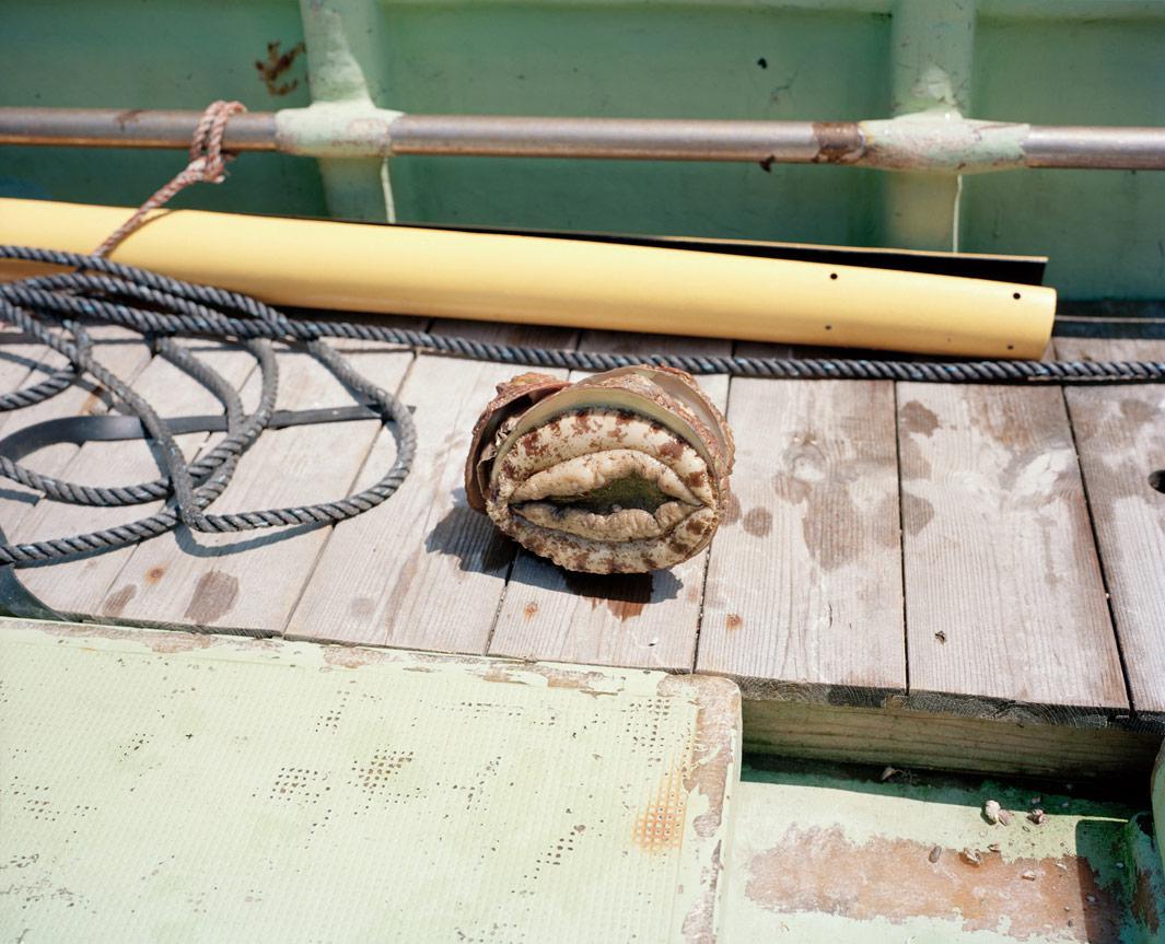 this is what they catch. an abalone (awabi) a japanese delicacy