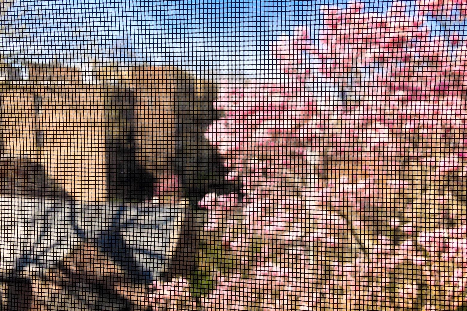 The mesh of a window screen gently blurs a view of a blooming cherry blossom tree.