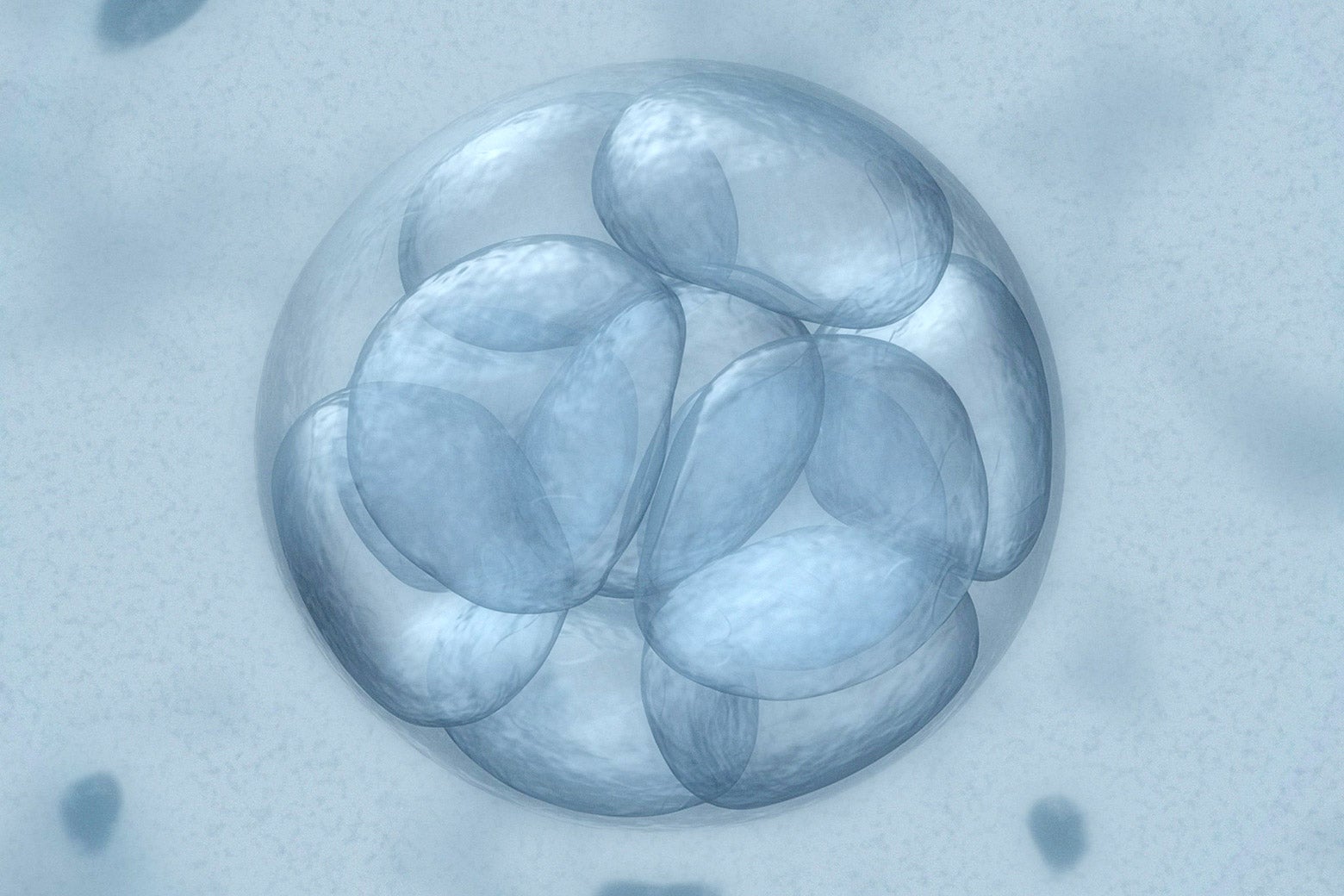 Stock rendering of an embryo.