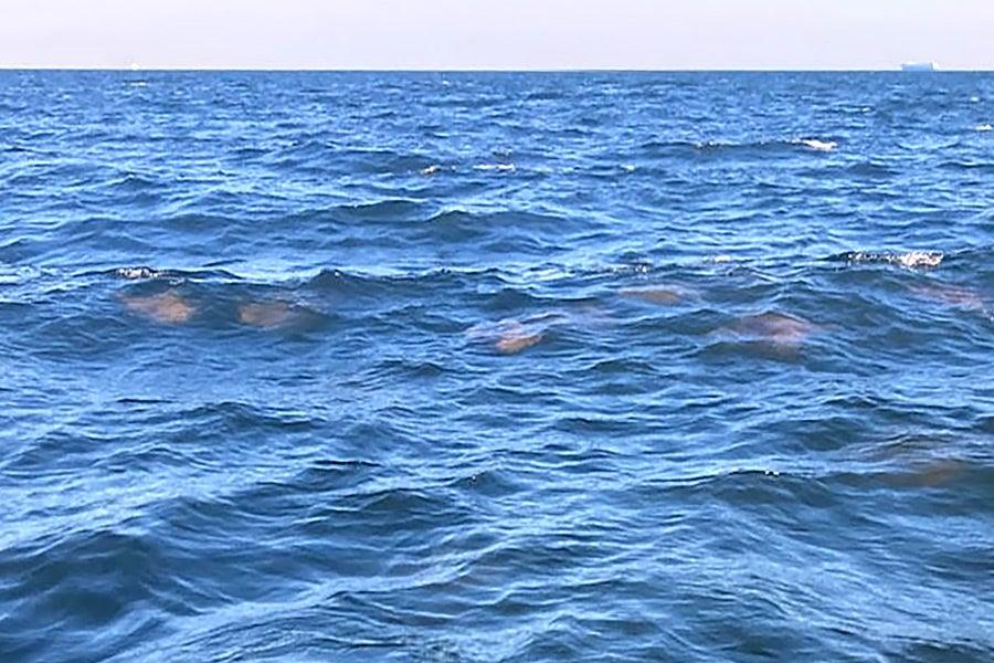 Shadows in the water that could be sharks but are actually cownose rays.