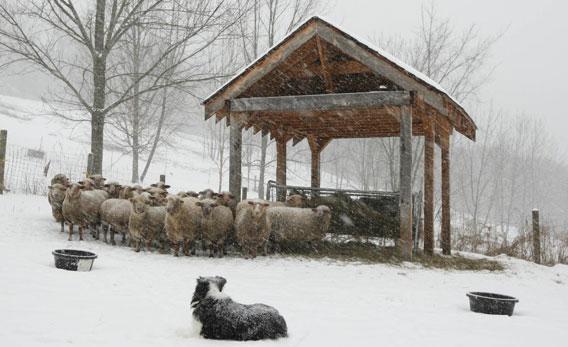 border collie and sheep in snow