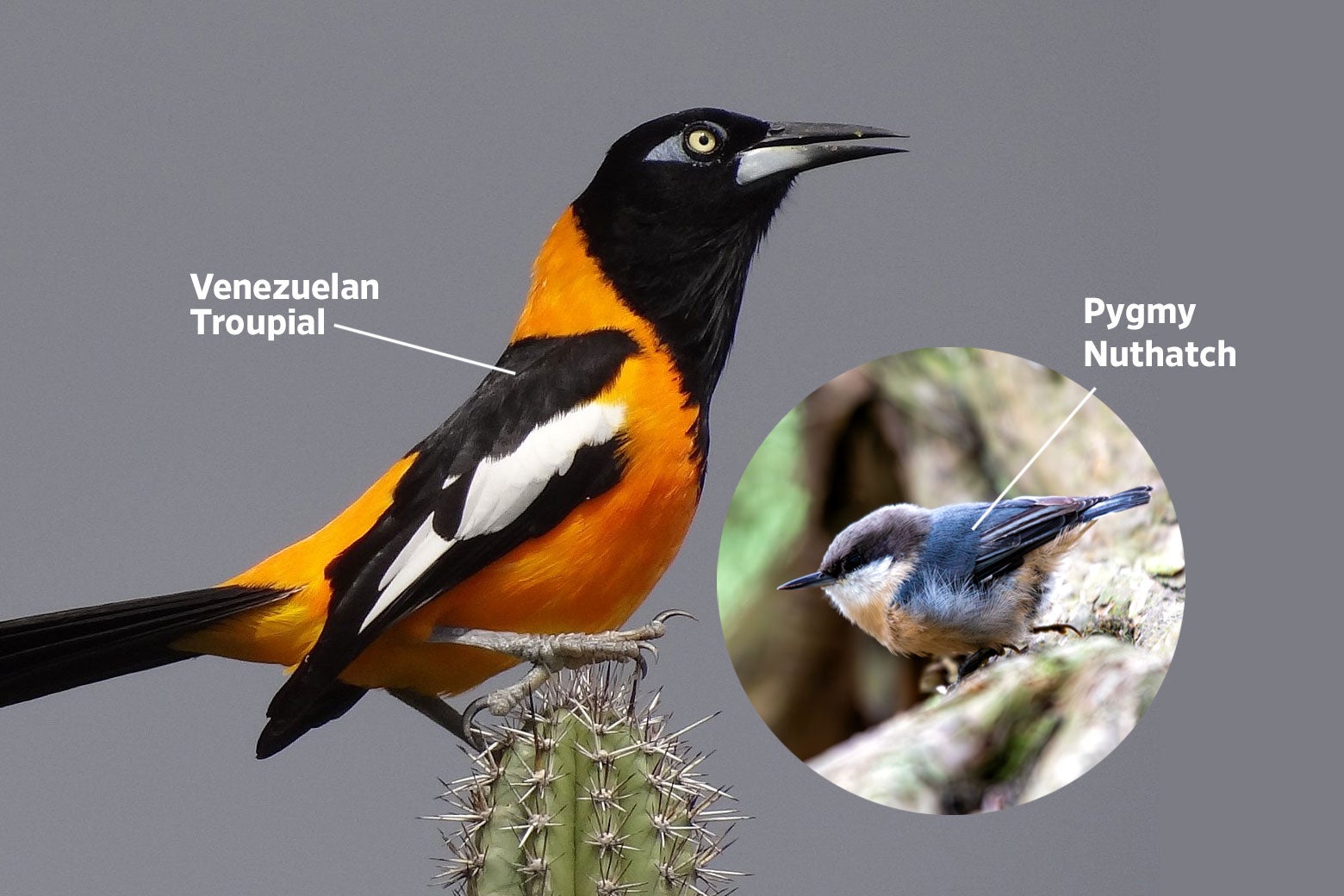 Comparison of a Venezuelan troupial, a yellow-and-black bird, with a pygmy nuthatch, a gray-and-white bird.