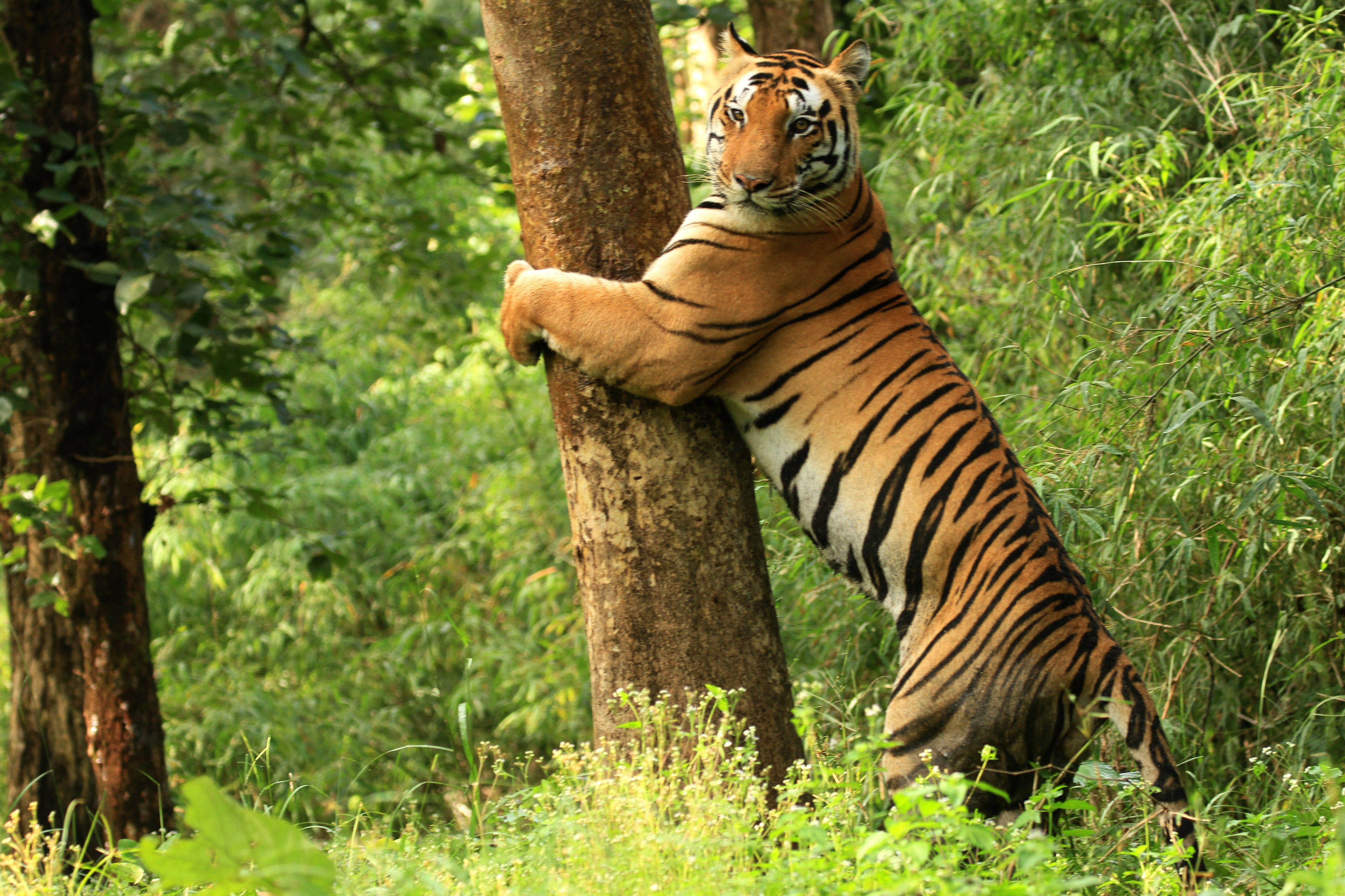 A tiger hugging a tree.
