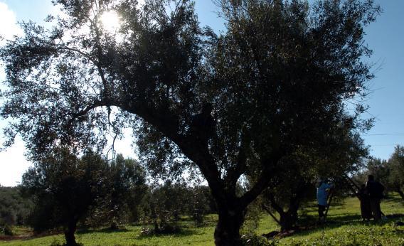 Tunisians workers pick olives in Sabbalet Ammar near Tunis