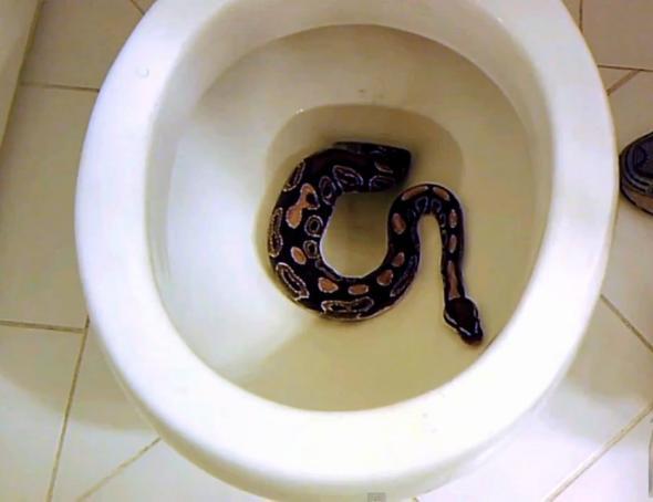 A snake discovered in a toilet