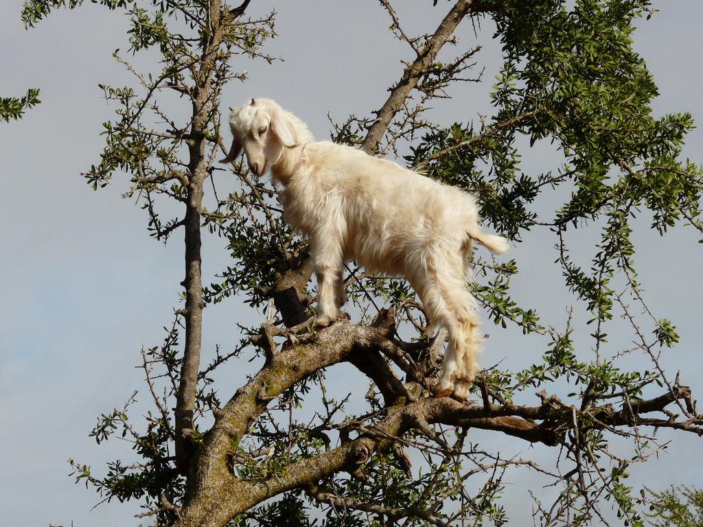 goats climbing trees