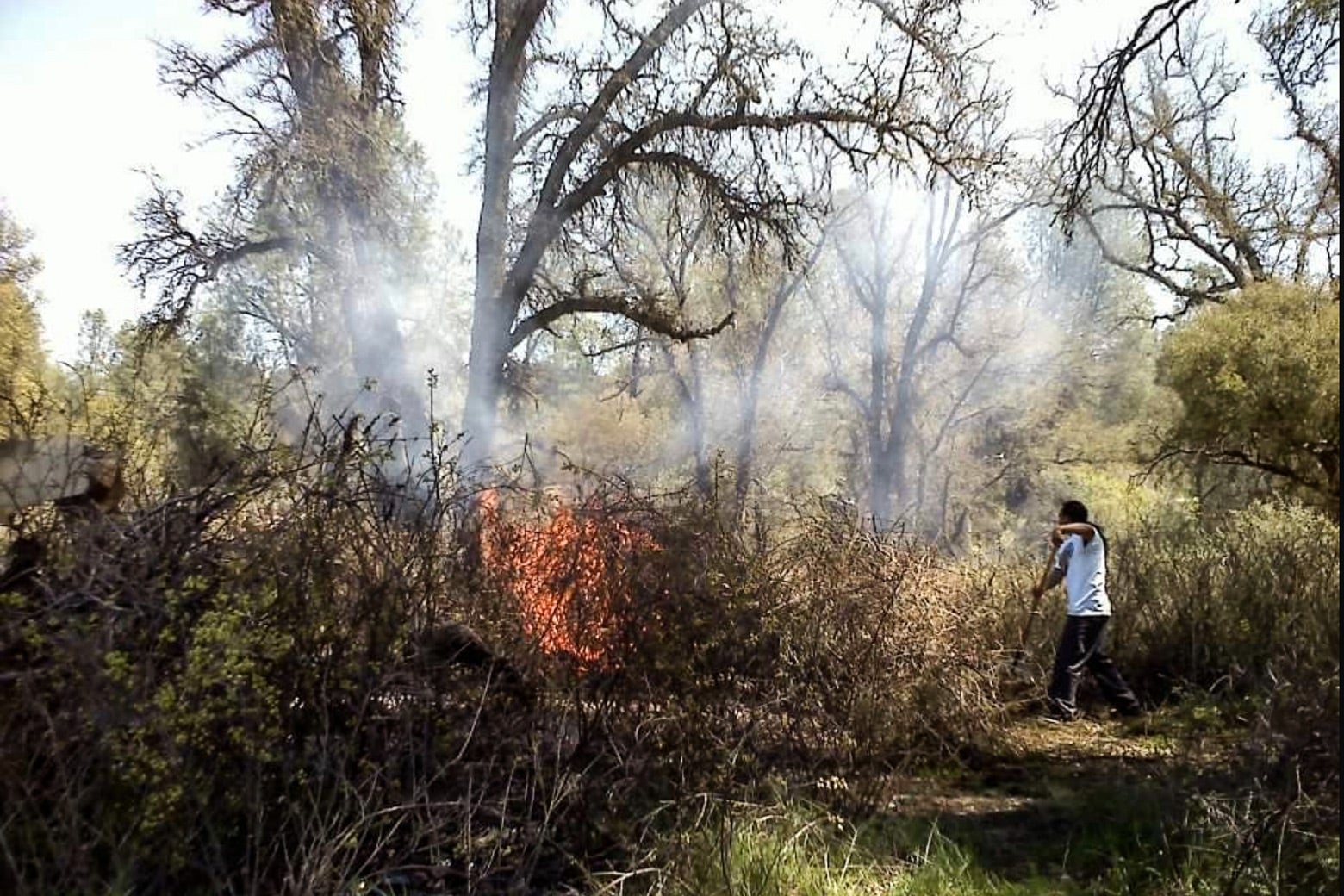 A man uses tools to attend to a small brush fire, surrounded by larger trees, in a California forest. 