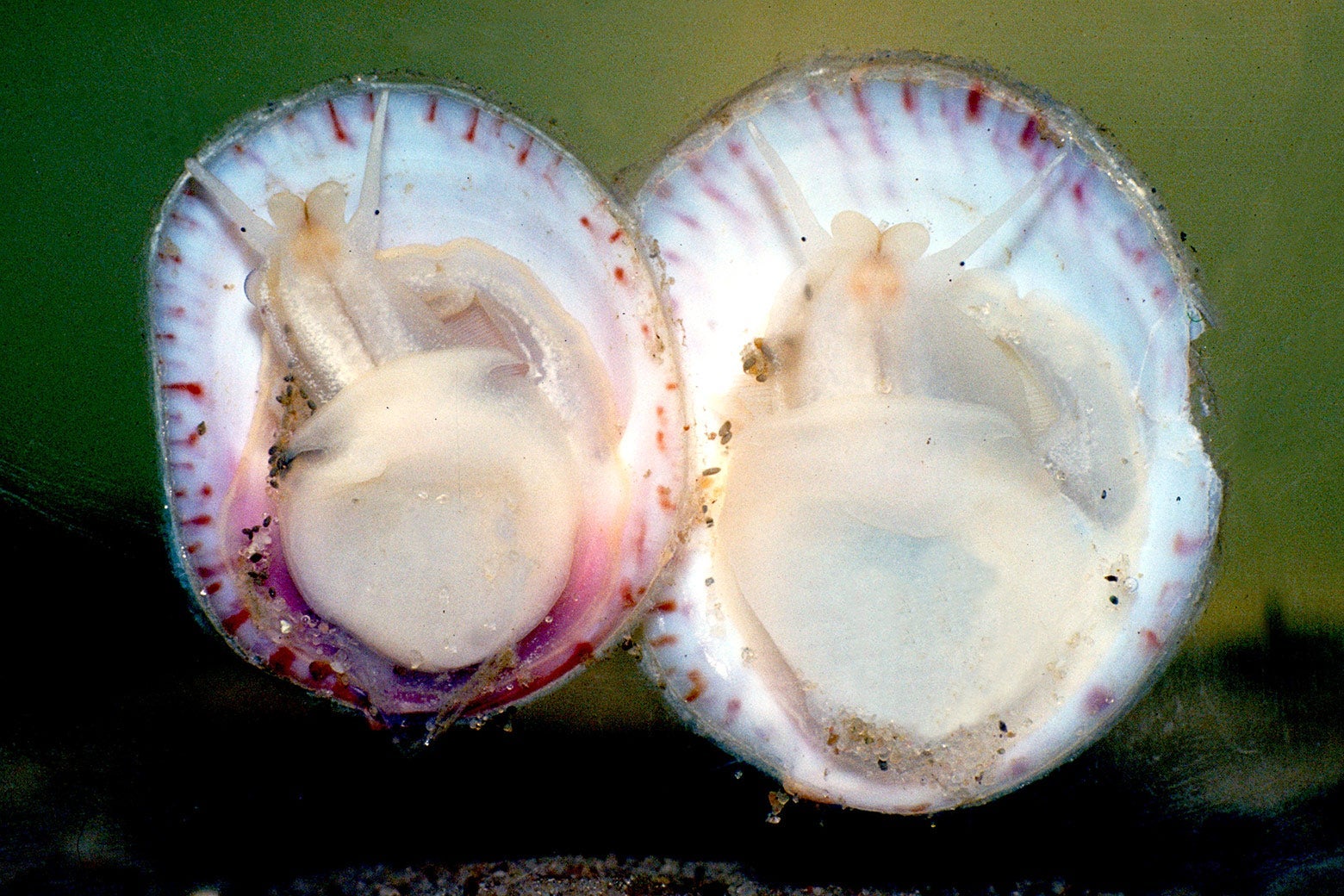 Two colorful shells with a fleshy snail meat inside.