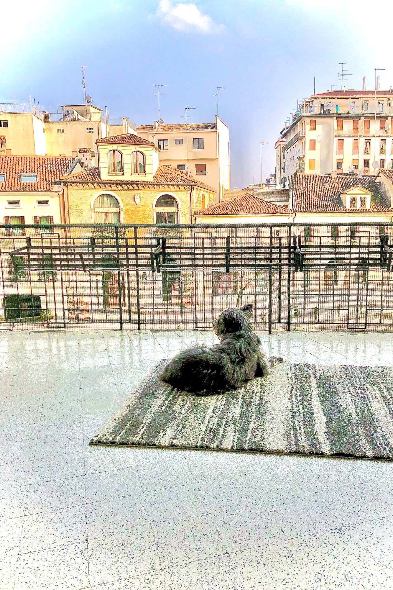 A dog on an terrace.