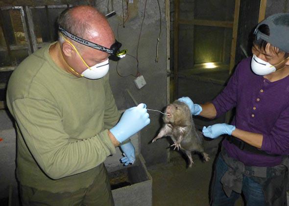 Daszak, left, at a rat farm in Guangxi Province, China.