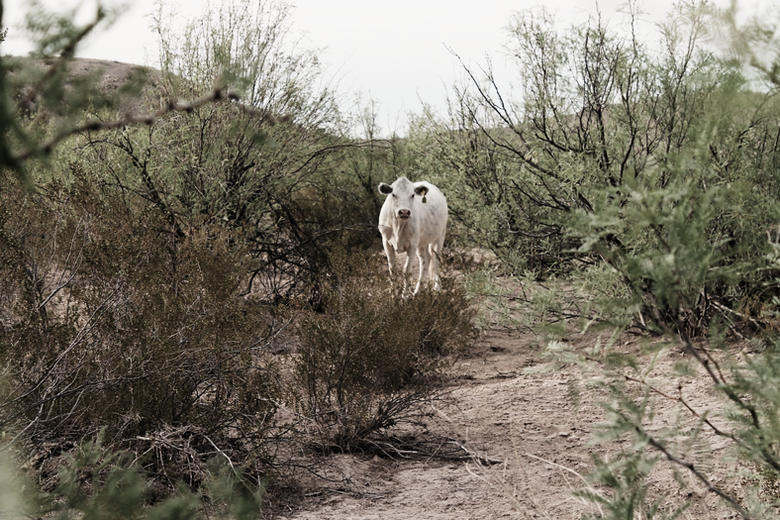 A white cow amid desert scrub.