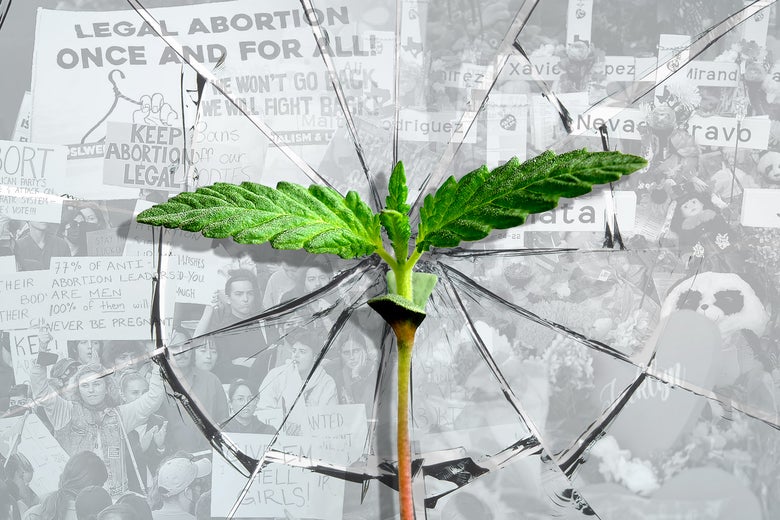 A budding plant in front of cracked glass over a photo of an abortion rights protest