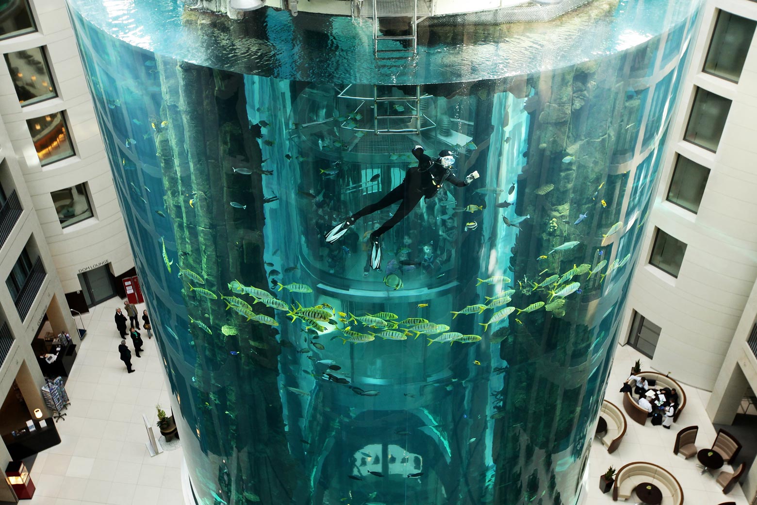 A diver cleans the glass of a gigantic aquarium as fish swim past.