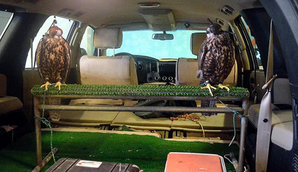 Ziggy (left) and Marley (right), both saker falcons, arrive at a hotel for a pigeon control exercise.