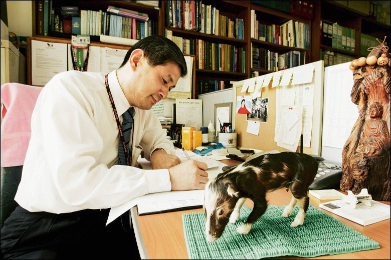 A scientist sits at a desk with a stuffed pig.
