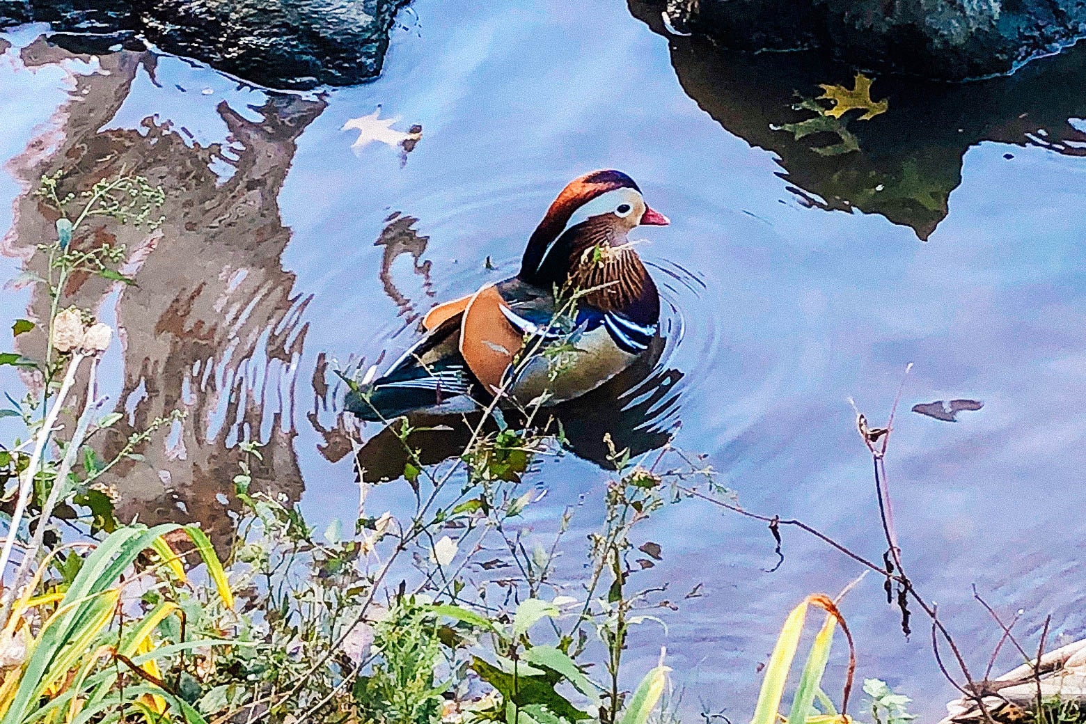 The mandarin duck in Central Park.