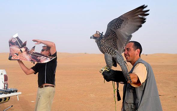 Urban falconry in Dubai.