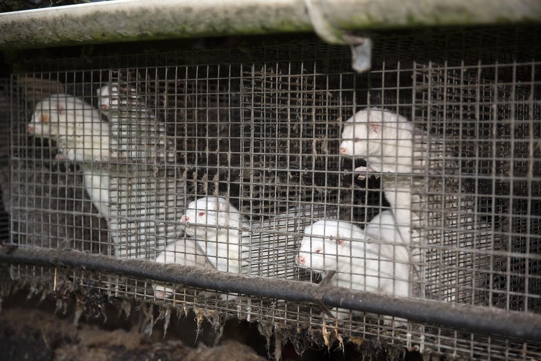 White minks in cages