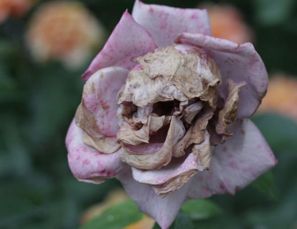 Skull flower
