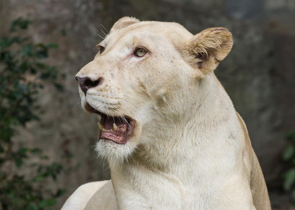 Leucism is the cause of white coloration in lions, not albinism.