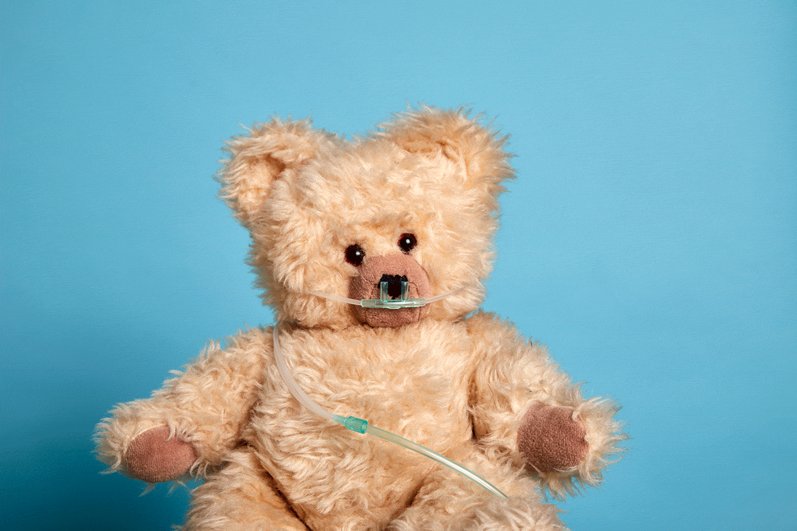 A teddy bear wearing a nasal cannula. In a photo editing program, the nasal cannula is being edited out.