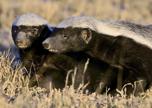 Animal Fights Can A Honey Badger Win A Fight With A Wolverine