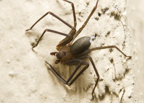 Spider Bite Symptoms Brown Recluse Bites Are Often A Misdiagnosis