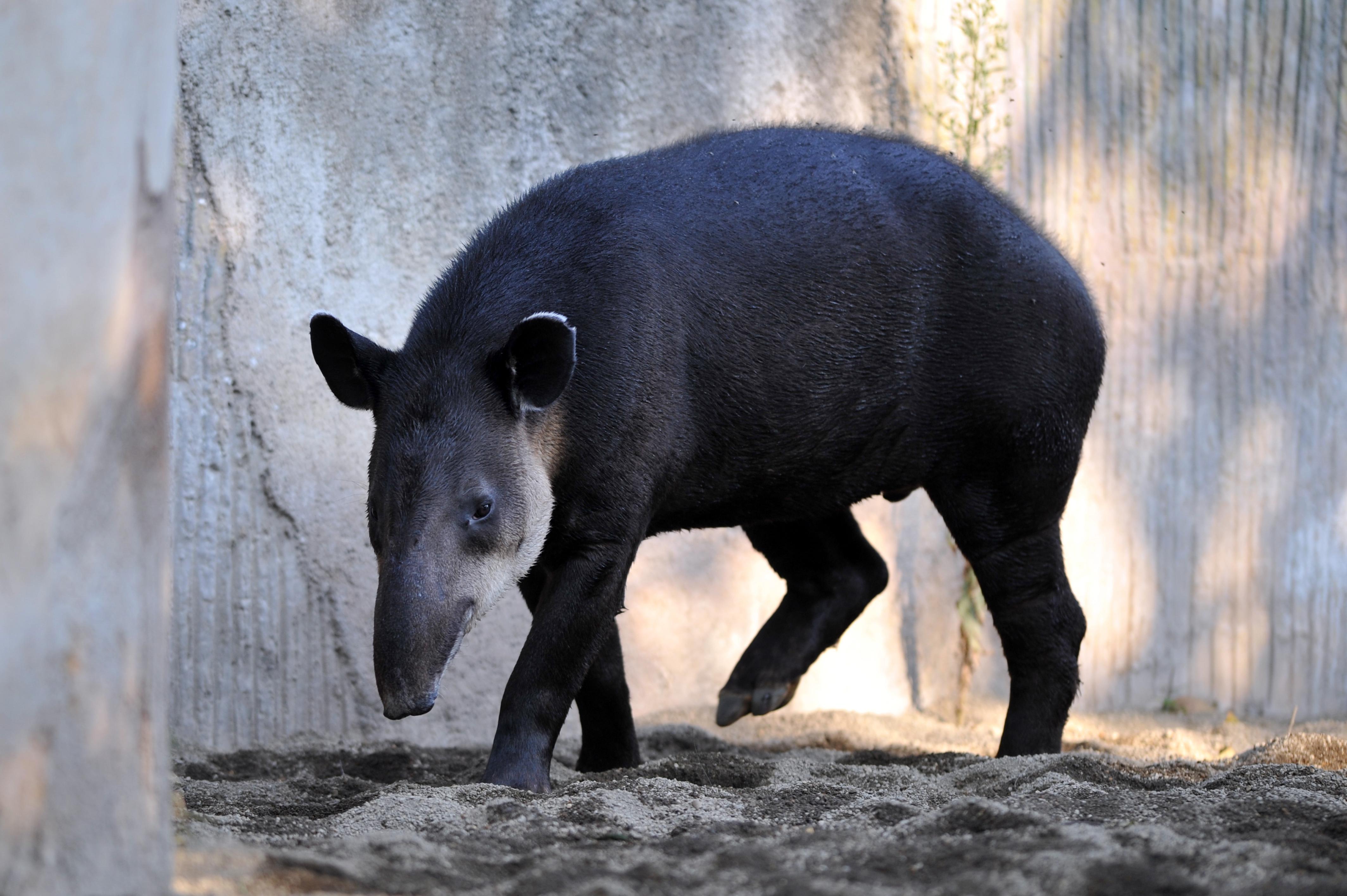 Tapirs: Everything you need to know about monetary policy's favorite mammal. Tapirs: Everything you need to know about monetary policy's favorite mammal.