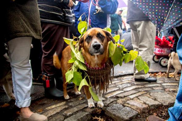 New York shelter hosts 'puppy parade' with dogs in Mets jerseys