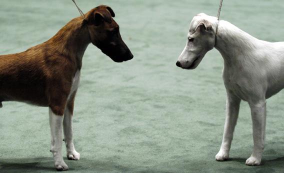 Two smooth fox terriers eye each other during judging at the 130th Westminster Kennel Club dog show