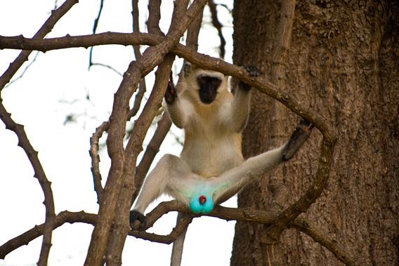 A Velvet monkey's neon scrotum. 