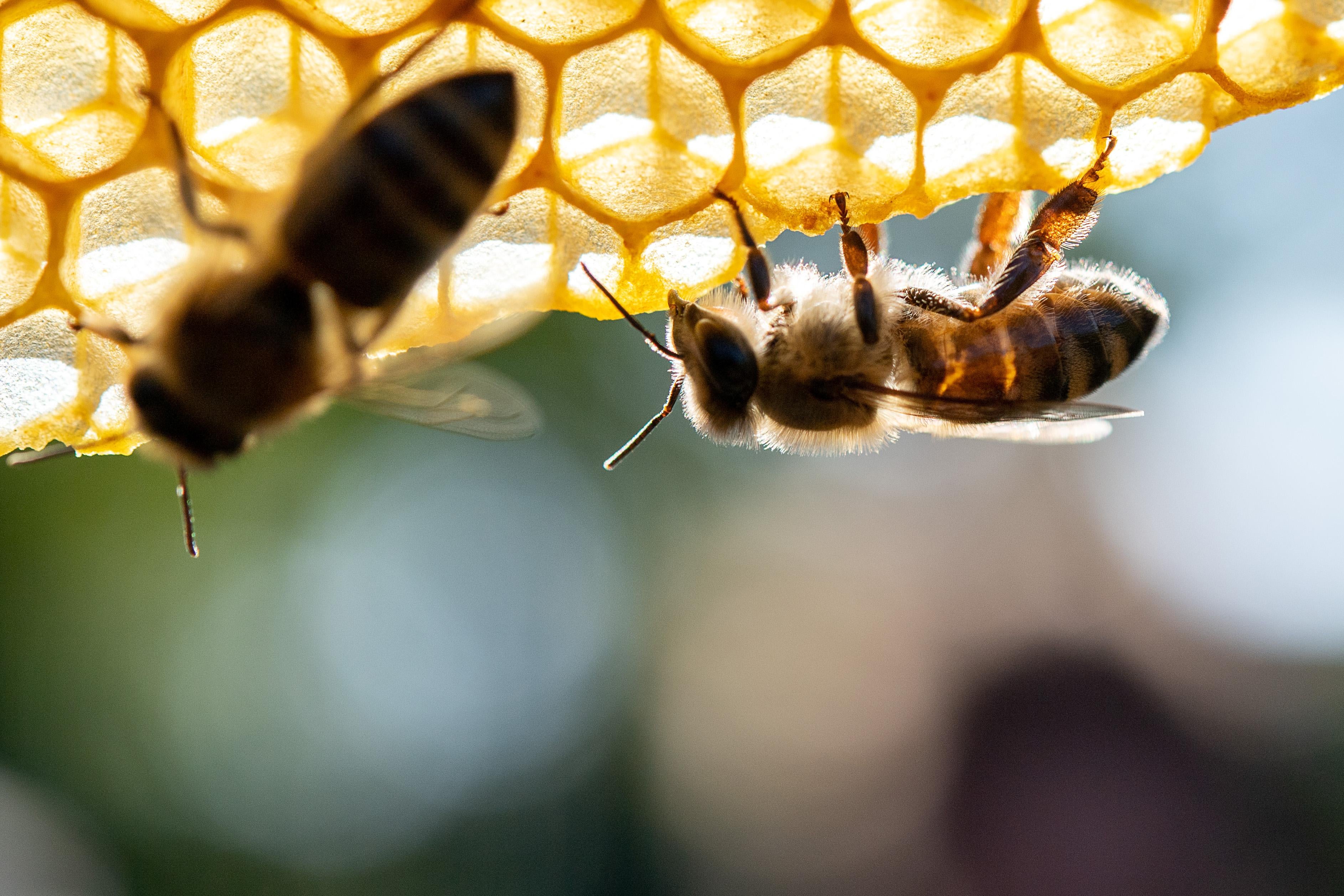 Two bees are seen up close on honeycomb.