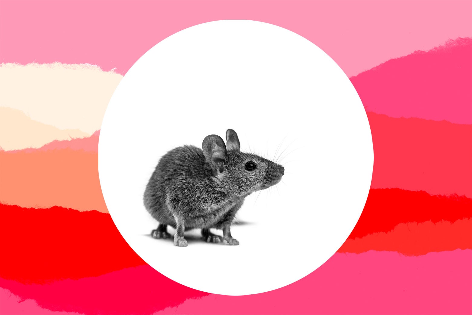 The Kids Were Experimenting With Physics and, Oh No, The Family Mouse.