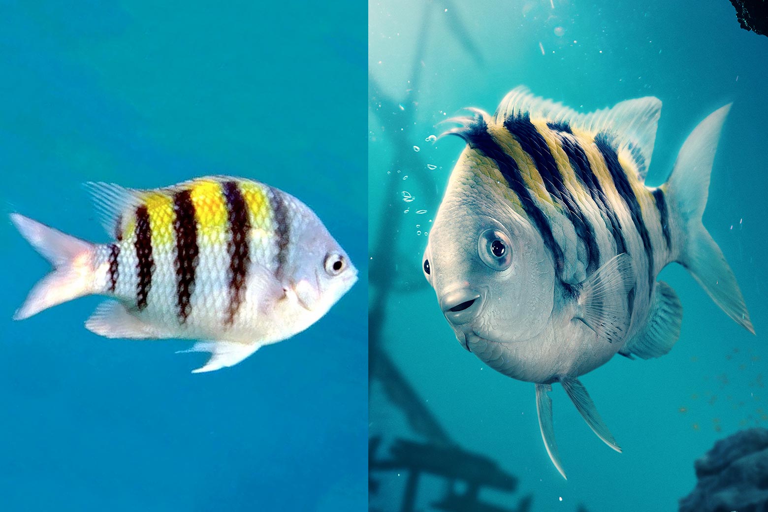 A side-by-side of an Atlantic sergeant major (likely the character Flounder's actual species) and Flounder. Both are silvery fish with one eye on either side, dark stripes, and a splash of yellow near their dorsal fin.