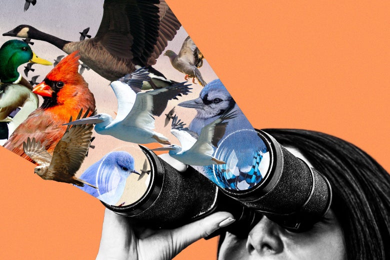A woman holds binoculars to her face as a variety of birds are projected out of the lenses. 