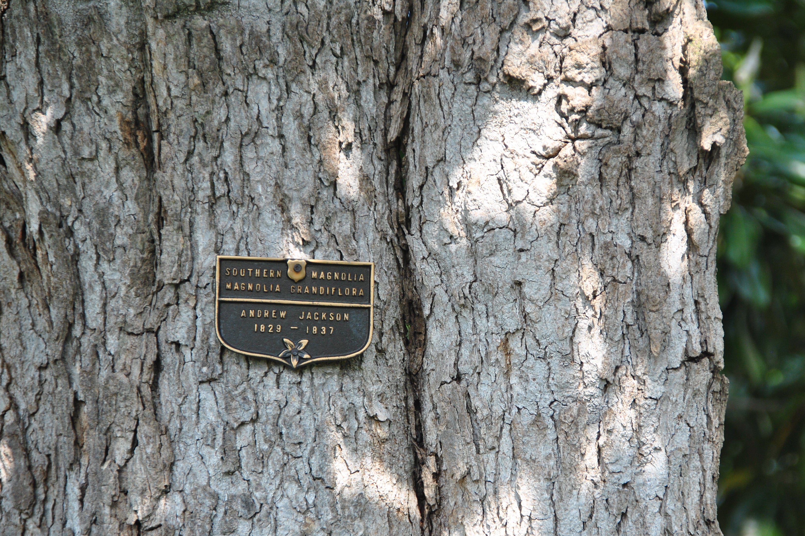 A sign marks the iconic Jackson Magnolia tree on the White House lawn in this April 21, 2012 photograph. 