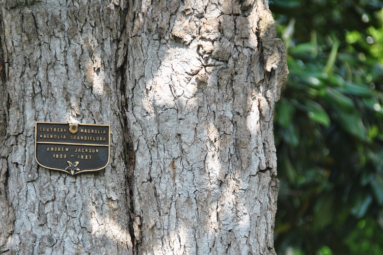 A sign marks the iconic Jackson Magnolia tree on the White House lawn in this April 21, 2012 photograph. 