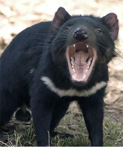 Are Tasmanian devils really as aggressive as the Looney Tunes character?