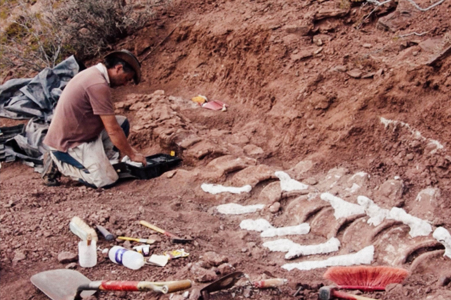 A man kneels in red dirt in which large fossilized vertebrae are partially buried.