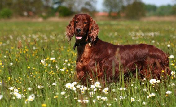 how to get a pet passport for a field spaniel in ireland