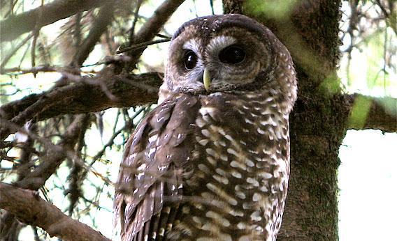 spotted-owl-vs-barred-owl-will-the-government-shoot-one-species-to