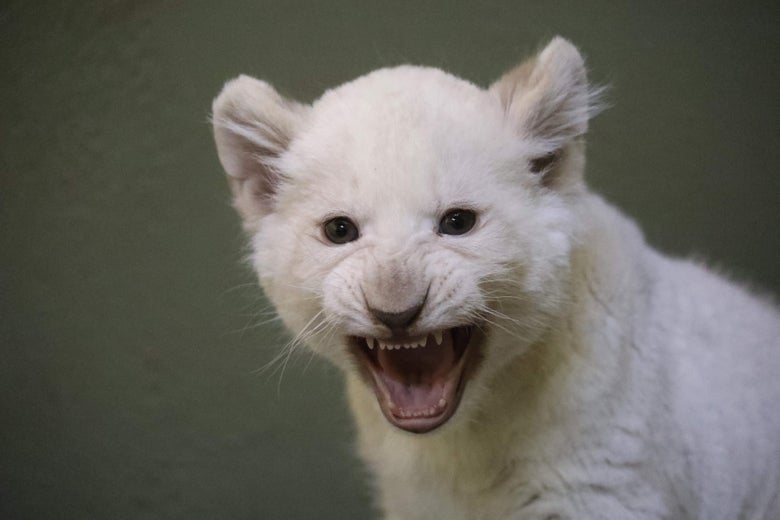One of two white lion cubs hisses in their enclosure during their first outing at the zoo in Hodonin, southern Moravia, 60 km South of Brno, before their vaccination, on February 5, 2019. - The lion cubs were born at the end of 2018.
