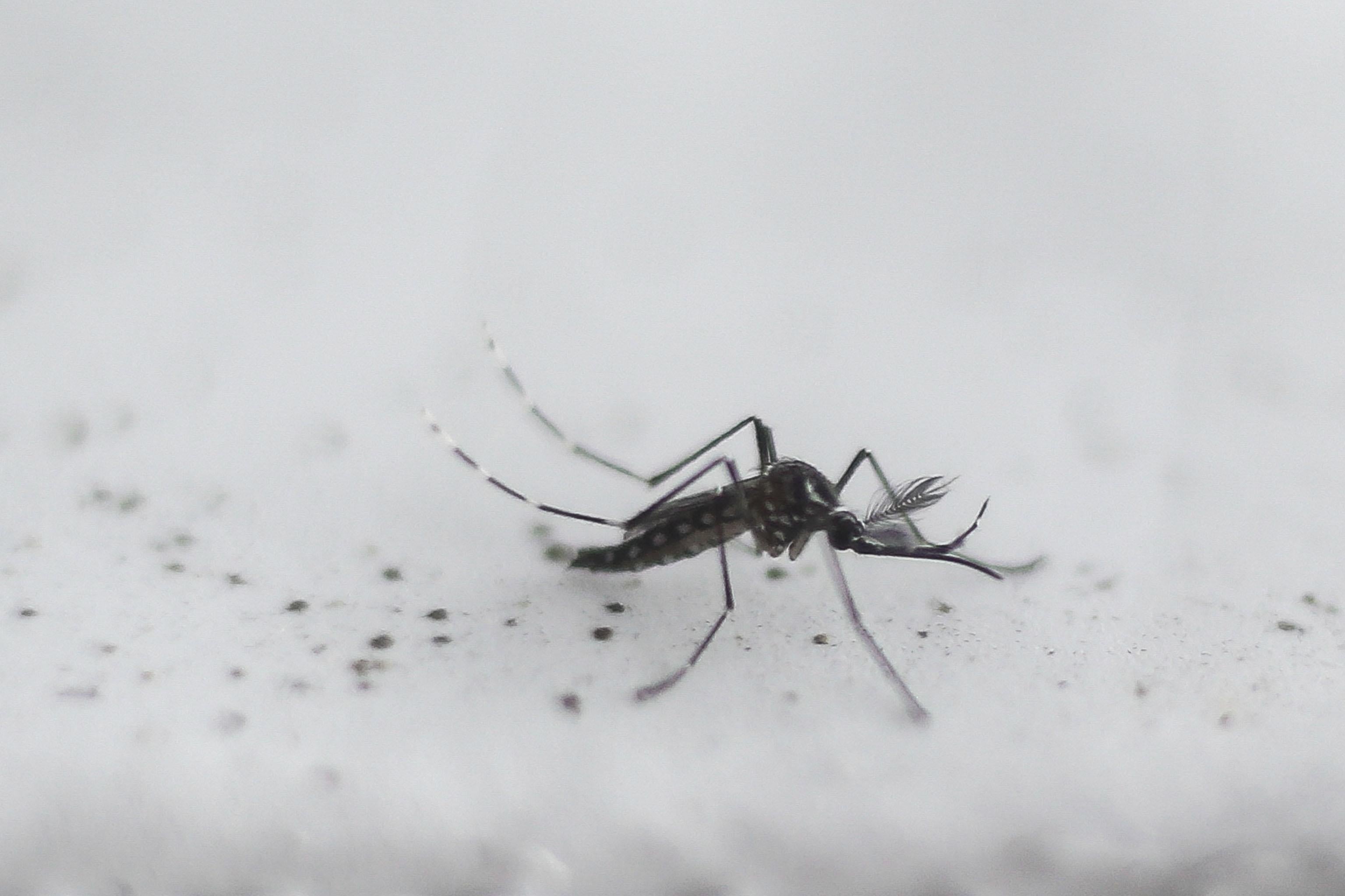 A mosquito resting on a white surface. 