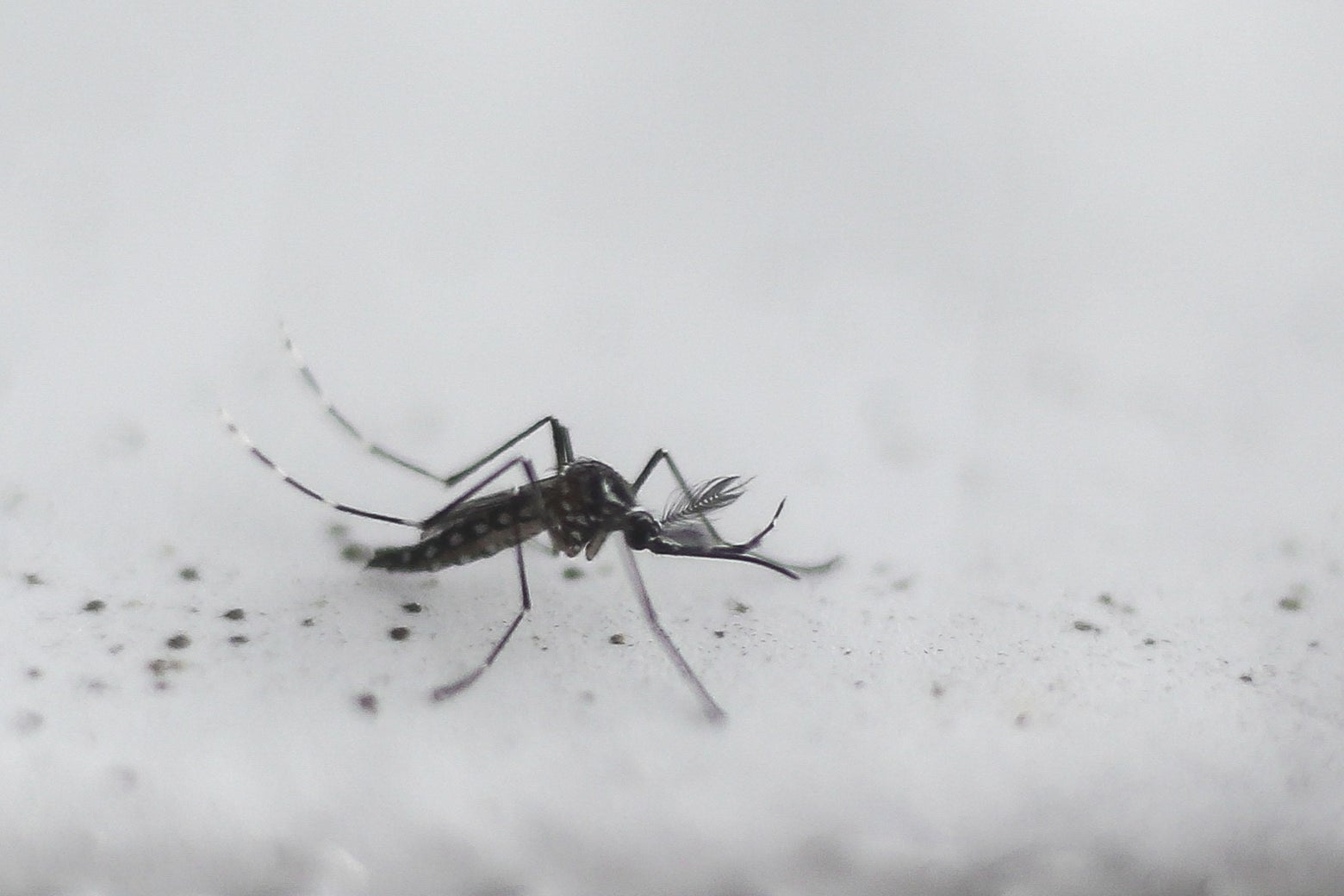 What Should We Worry About When It Comes to Genetically Modified Mosquitoes?