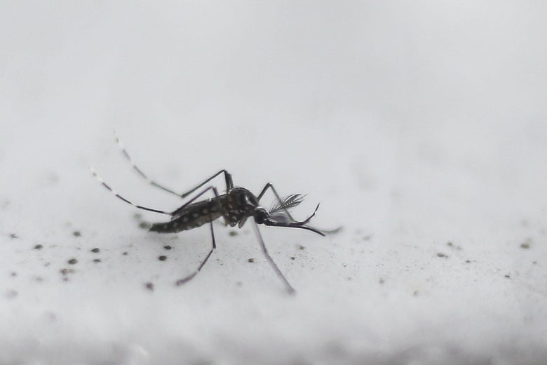 A mosquito resting on a white surface. 