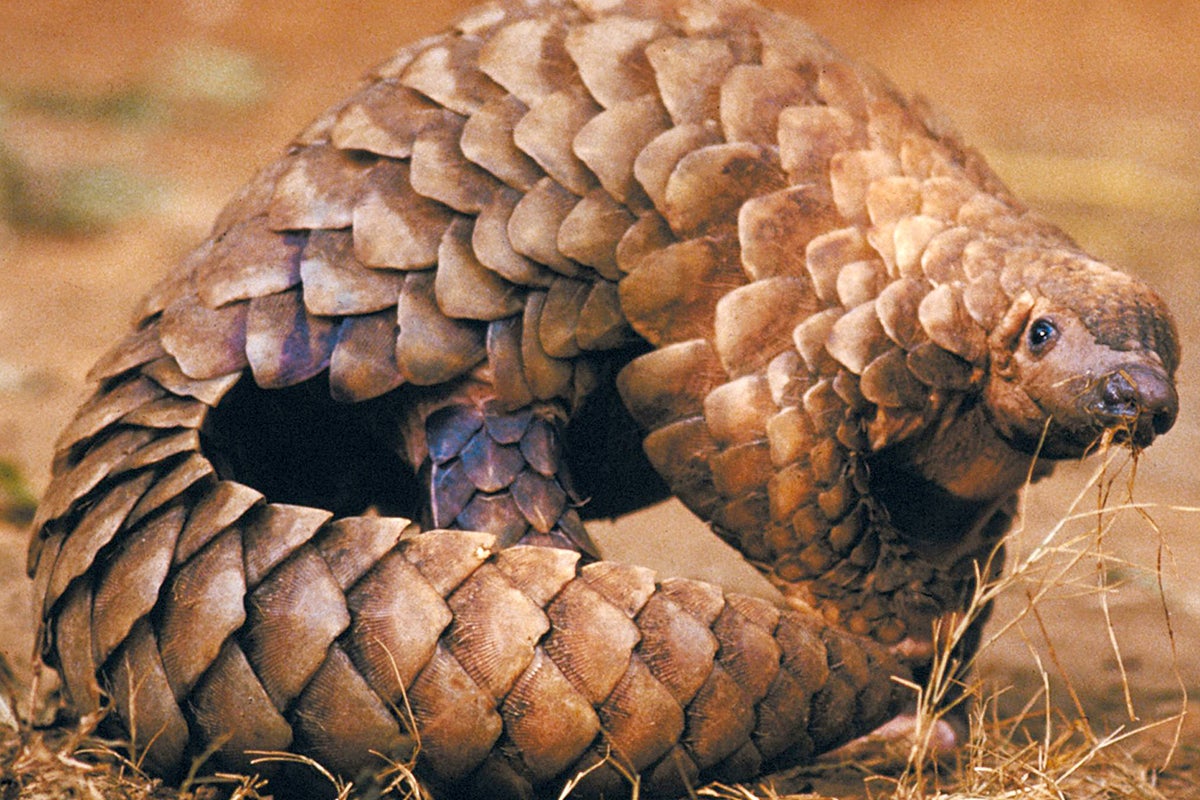 Poached excerpt: Buying illegal pangolin scales in China.