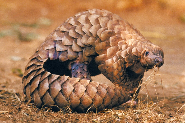 A pangolin in the wild.